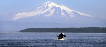Orca, Puget Sound