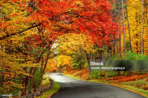 autumn leaves