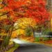 autumn leaves